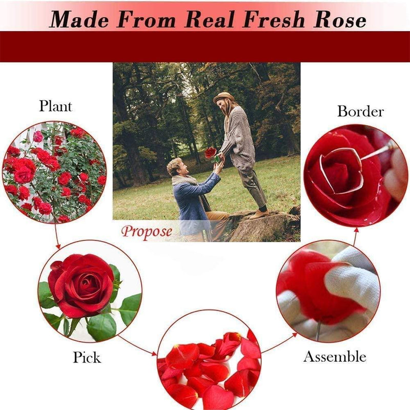 24k Red Gold Plated Rose 